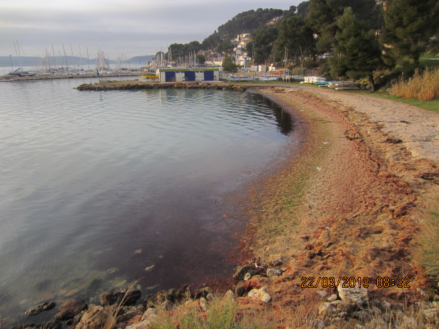 001 algues échouées sur plage des Heures Claires